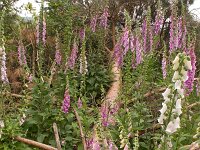Digitalis purpurea 16, Vingerhoedskruid, Saxifraga-Jelmer Reyntjes : Digitalis purpurea, bloei, bloeien, vingerhoedskruid