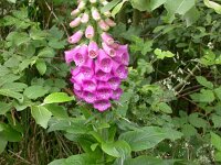 Digitalis purpurea 2, Vingerhoedskruid, Saxifraga-Peter Meininger