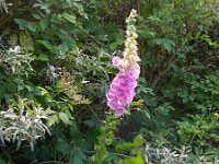 Digitalis purpurea 21, Vingerhoedskruid, Saxifraga-Ed Stikvoort