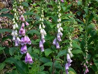 Digitalis purpurea 22, Vingerhoedskruid, Saxifraga-Ed Stikvoort