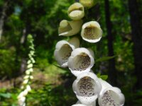 Digitalis purpurea 27, Vingerhoedskruid, Saxifraga-Ed Stikvoort
