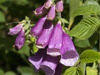 Digitalis purpurea 29, Vingerhoedskruid, Saxifraga-Jan van der Straaten