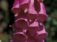 Digitalis purpurea 3, Vingerhoedskruid, Saxifraga-Piet Zomerdijk