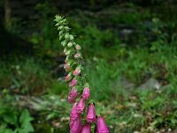 Digitalis purpurea 31, Vingerhoedskruid, Saxifraga-Dirk Hilbers