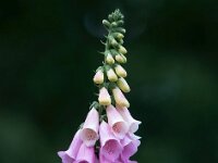 Digitalis purpurea 33, Vingerhoedskruid, Saxifraga-Bart Vastenhouw