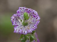 Digitalis purpurea 36, Vingerhoedskruid, Pelorisch, Saxifraga-Jan Nijendijk