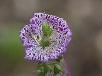 Digitalis purpurea 38, Vingerhoedskruid, Pelorisch, Saxifraga-Jan Nijendijk