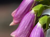 Pink flowers of Foxglove (Digitalis purpurea); close-up  Pink flowers of Foxglove (Digitalis purpurea); close-up : flower, flora, floral, nature, natural, growth, spring, springtime, beauty in nature, summer, summertime, petal, petals, outside, outdoor, nobody, no people, single flower, in flower, flowering, vascular plant, Foxglove, Digitalis purpurea, purple, in bloom, plant