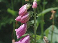 Digitalis purpurea 4, Vingerhoedskruid, Saxifraga-Jan van der Straaten