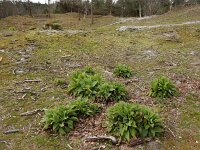 Digitalis purpurea 42, Vingerhoedskruid, Saxifraga-Ed Stikvoort