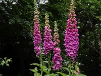 Digitalis purpurea 44, Vingerhoedskruid, Saxifraga-Ed Stikvoort
