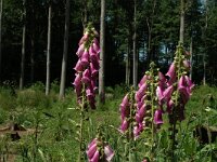 Digitalis purpurea 5, Vingerhoedskruid, Saxifraga-Marijke Verhagen