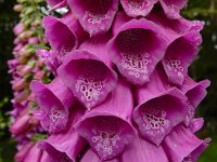 Digitalis purpurea 50, Vingerhoedskruid, Saxifraga-Ed Stikvoort