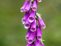Digitalis purpurea 77, Vingerhoedskruid, Saxifraga-Bart Vastenhouw