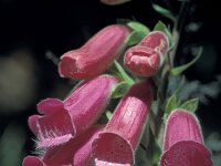 Digitalis purpurea ssp purpurea 8, Vingerhoedskruid, Saxifraga-Jan Jansen