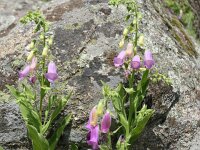 Digitalis thapsi 6, Saxifraga-Michiel Drok