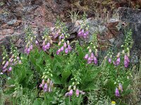 Digitalis thapsi 8, Saxifraga-Sytske Dijksen