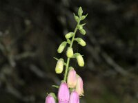 Digitalis thapsi 9, Saxifraga-Sytske Dijksen
