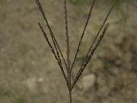 Digitaria sanguinalis, Hairy Crabgrass