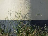 Digitaria sanguinalis 10, Harig vingergras, Saxifraga-Ed Stikvoort