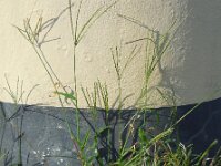 Digitaria sanguinalis 11, Harig vingergras, Saxifraga-Ed Stikvoort