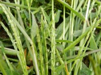 Digitaria sanguinalis 2, Harig vingergras, Saxifraga-Rutger Barendse