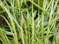 Digitaria sanguinalis 3, Harig vingergras, Saxifraga-Rutger Barendse