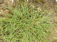 Digitaria sanguinalis 4, Harig vingergras, Saxifraga-Rutger Barendse