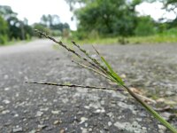 Digitaria sanguinalis 6, Harig vingergras, Saxifraga-Rutger Barendse