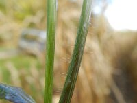 Digitaria sanguinalis 8, Harig vingergras, Saxifraga-Rutger Barendse