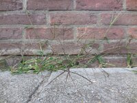 Digitaria sanguinalis 9, Harig vingergras, Saxifraga-Ed Stikvoort