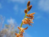 Dipcadi serotinum 16, Saxifraga-Ed Stikvoort