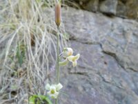 Dipcadi serotinum 19, Saxifraga-Rutger Barendse