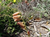 Dipcadi serotinum 22, Saxifraga-Hans Grotenhuis
