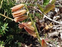 Dipcadi serotinum 23, Saxifraga-Hans Grotenhuis