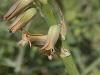 Dipcadi serotinum 4, Saxifraga-Jan van der Straaten