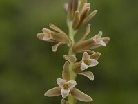 Dipcadi serotinum 8, Saxifraga-Willem van Kruijsbergen