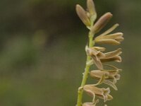 Dipcadi serotinum 9, Saxifraga-Jan van der Straaten