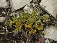 Diphasiastrum alpinum 2, Saxifraga-Willem van Kruijsbergen