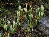 Diphasiastrum alpinum 8, Saxifraga-Ed Stikvoort