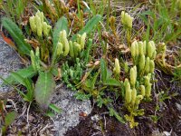 Diphasiastrum alpinum 9, Saxifraga-Ed Stikvoort
