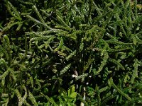 Diphasiastrum madeirense 2, Saxifraga-Ed Stikvoort