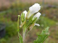 Diplotaxis erucoides 10, Saxifraga-Rutger Barendse