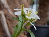 Diplotaxis erucoides 15, Saxifraga-Ed Stikvoort