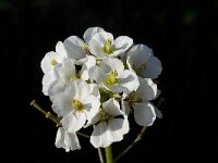 Diplotaxis erucoides 9, Saxifraga-Willem van Kruijsbergen