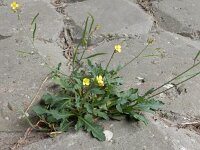 Diplotaxis muralis 16, Kleine zandkool, Saxifraga-Peter Meininger