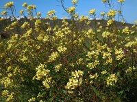 Diplotaxis siifolia ssp siifolia 2, Saxifraga-Ed Stikvoort