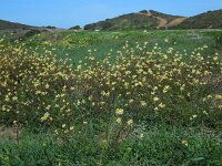 Diplotaxis siifolia ssp siifolia 3, Saxifraga-Ed Stikvoort