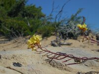 Diplotaxis siifolia ssp vicentina 7, Saxifraga-Ed Stikvoort
