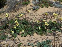 Diplotaxis siifolia ssp vicentina 8, Saxifraga-Ed Stikvoort